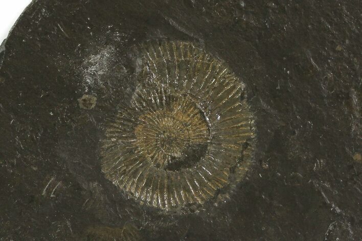 Dactylioceras Ammonite On Shale - Germany #79328